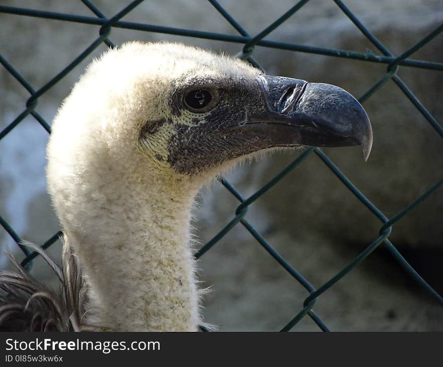 Beak, Fauna, Bird Of Prey, Close Up