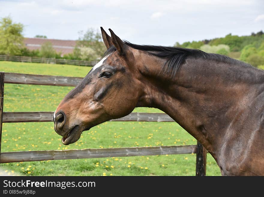 Horse, Bridle, Mane, Halter