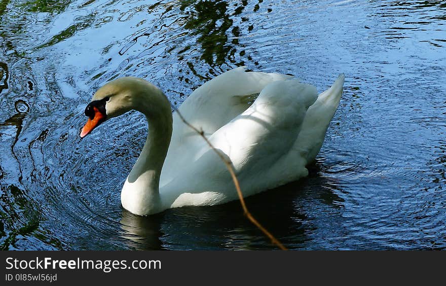 Swan, Bird, Water Bird, Beak