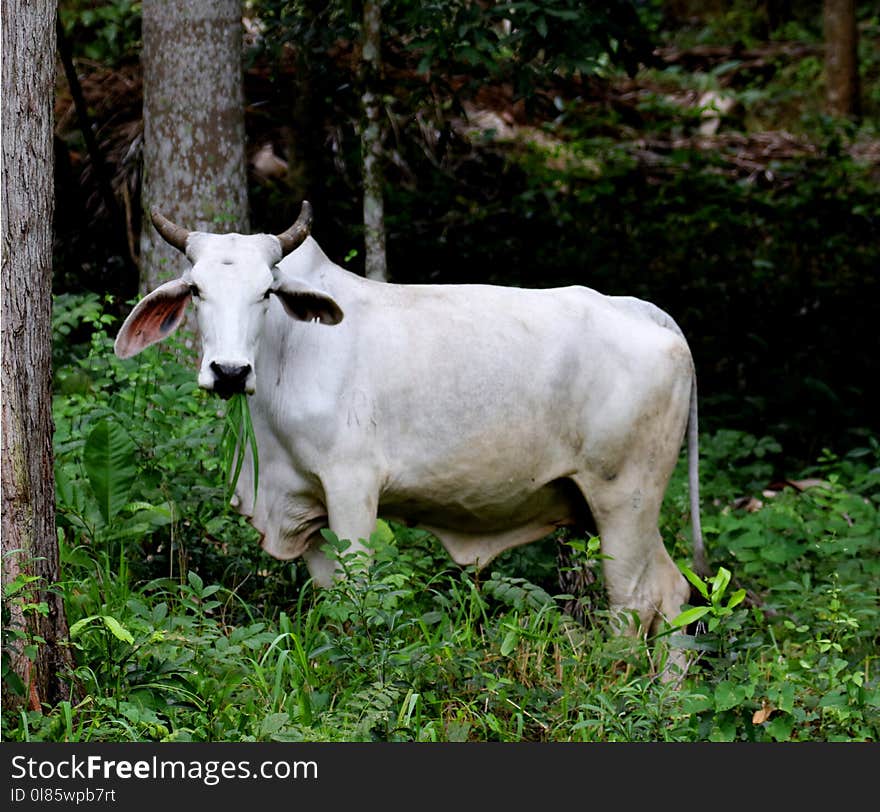 Cattle Like Mammal, Fauna, Grass, Cow Goat Family