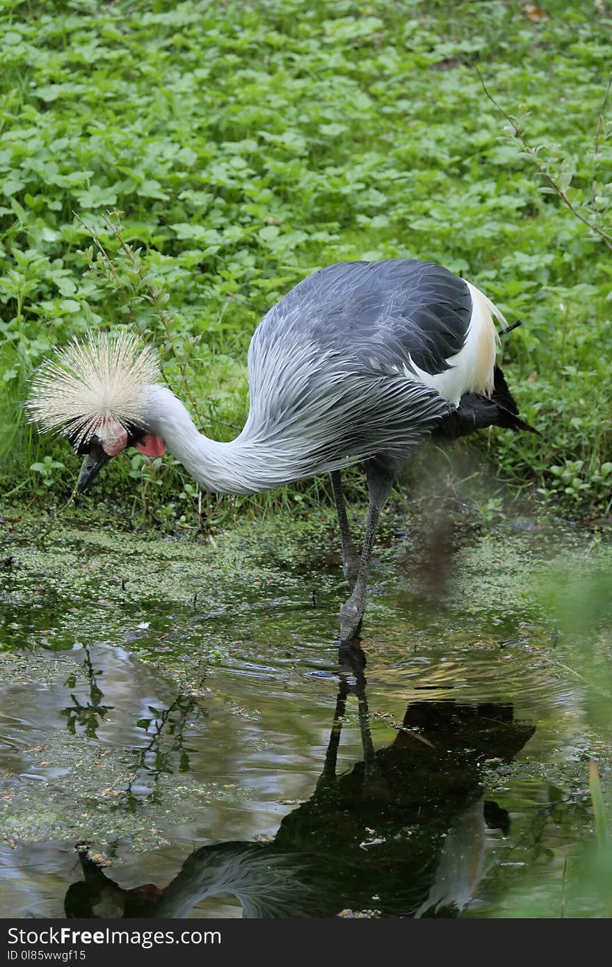 Bird, Water, Beak, Crane Like Bird