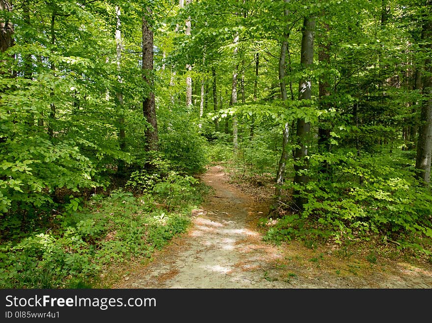 Ecosystem, Path, Vegetation, Woodland