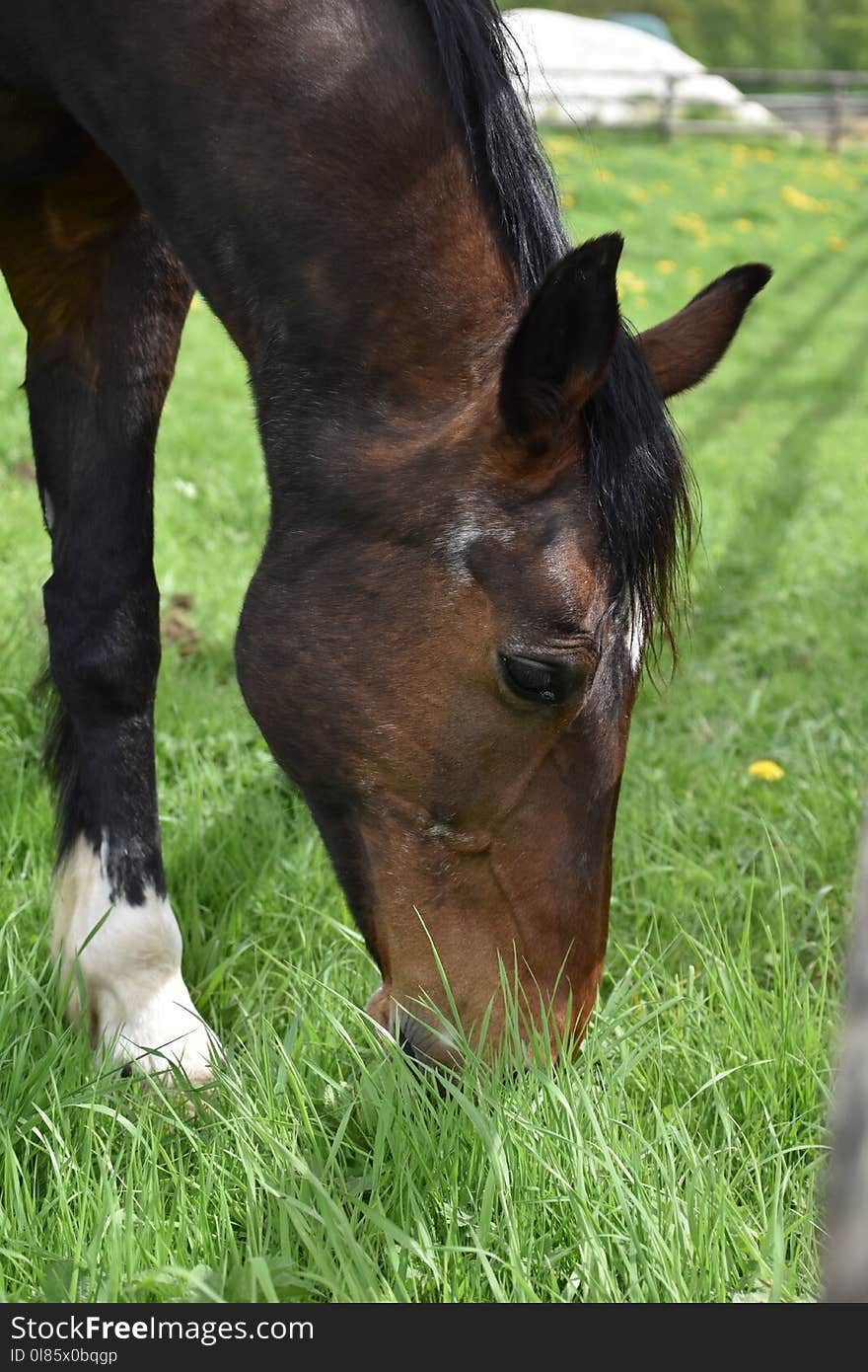 Horse, Bridle, Halter, Grazing