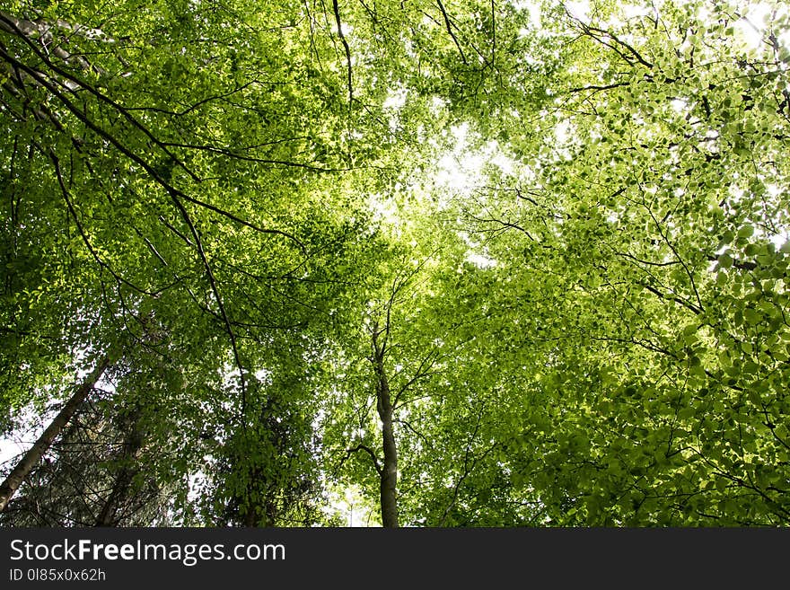 Tree, Nature, Green, Ecosystem