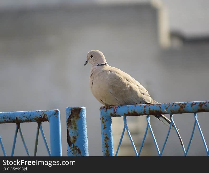 Bird, Fauna, Beak, Water Bird