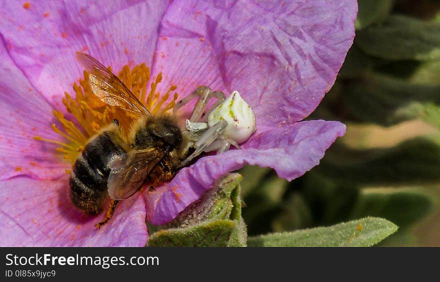 Bee, Honey Bee, Insect, Flower