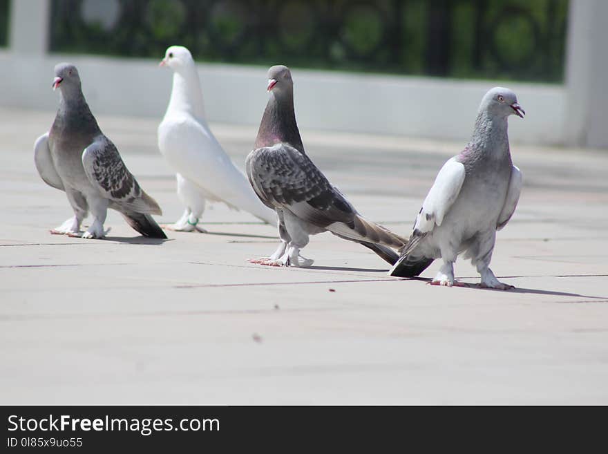 Bird, Pigeons And Doves, Fauna, Beak