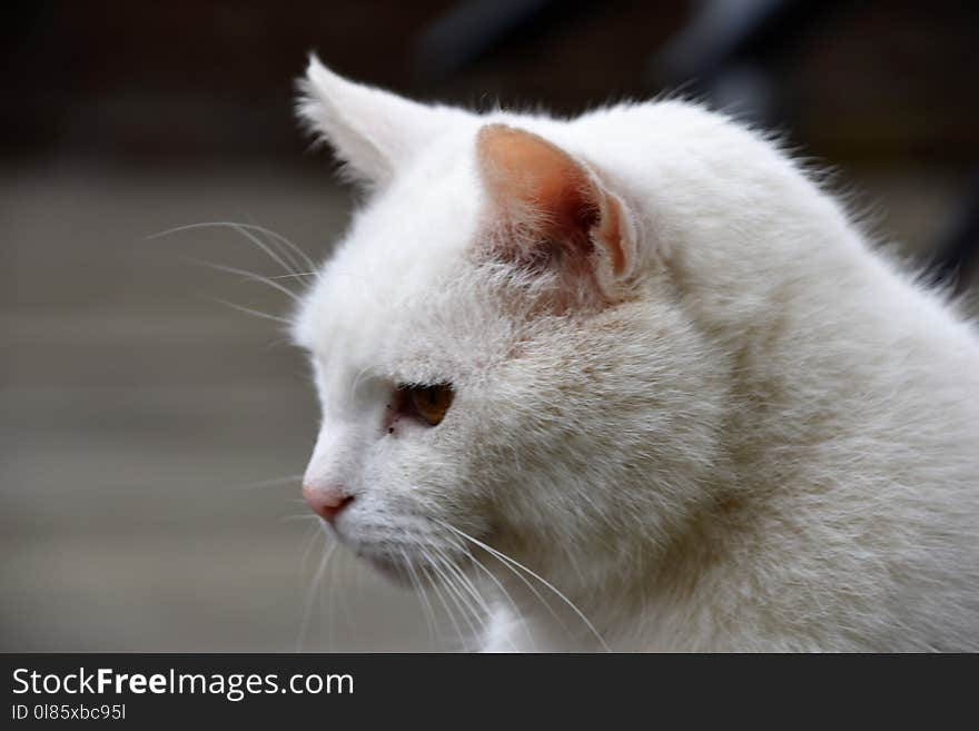 Cat, White, Whiskers, Small To Medium Sized Cats