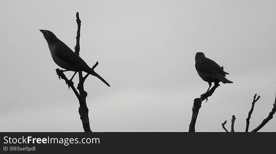 Bird, Fauna, Beak, Black And White