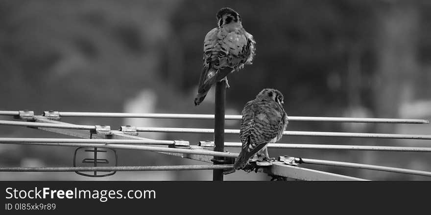 Black And White, Monochrome Photography, Bird, Beak