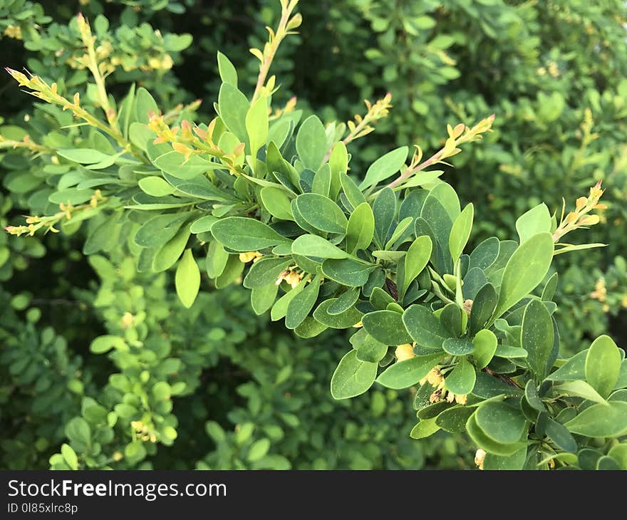 Plant, Leaf, Subshrub, Evergreen