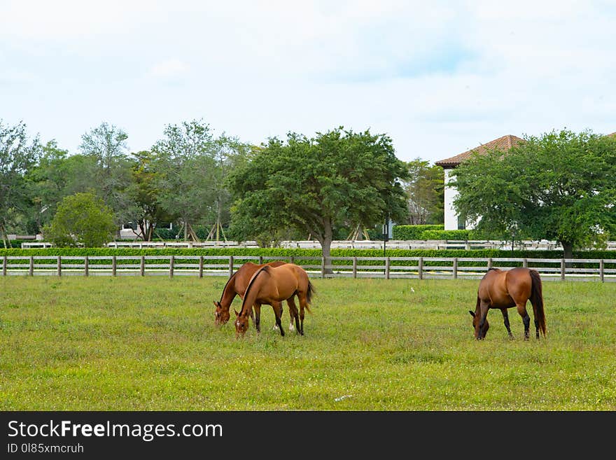 Pasture, Grassland, Grazing, Farm