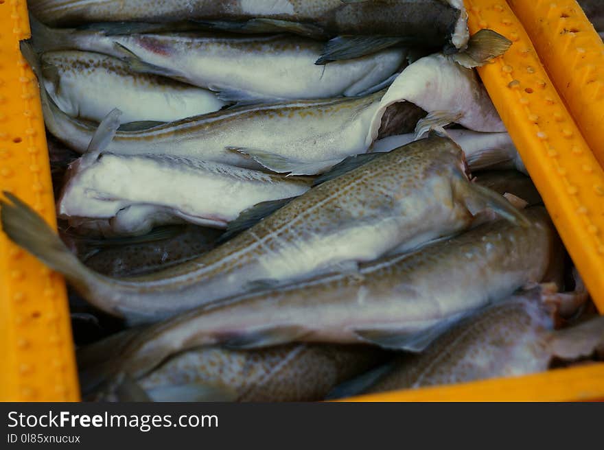 Fish, Fish Products, Seafood, Animal Source Foods