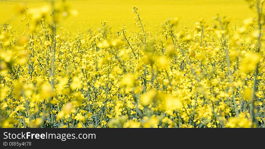 Rapeseed, Canola, Yellow, Mustard Plant