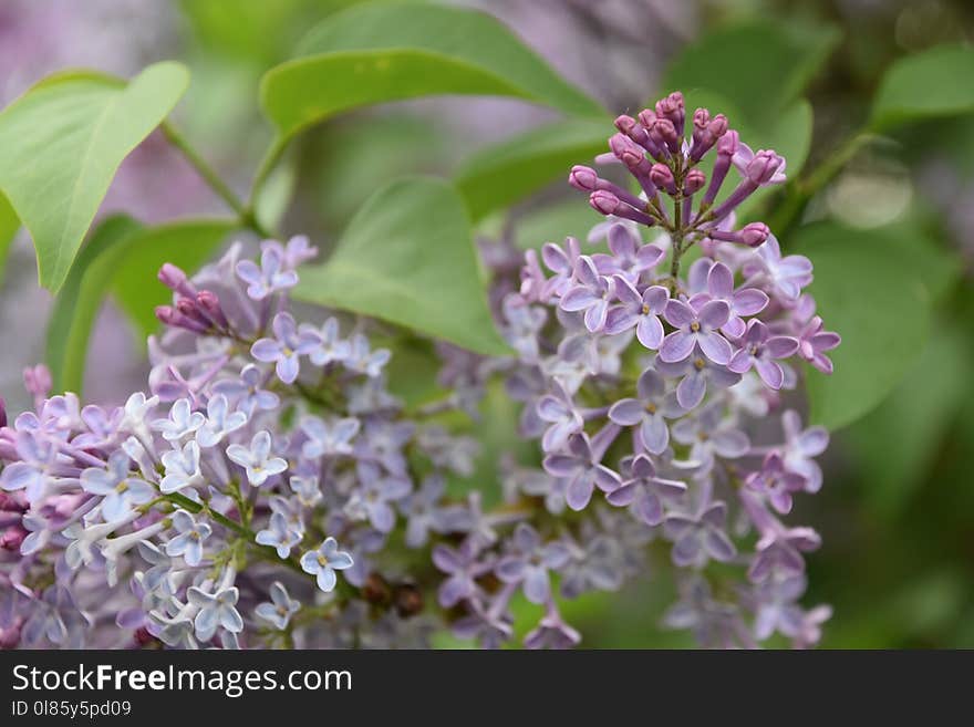 Flower, Lilac, Plant, Flowering Plant