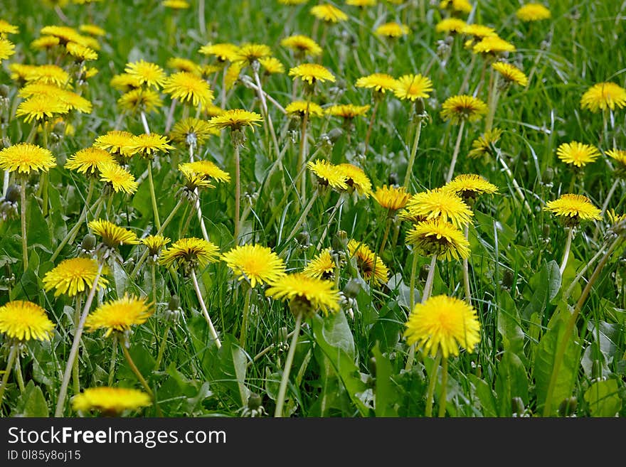 Flower, Dandelion, Yellow, Plant