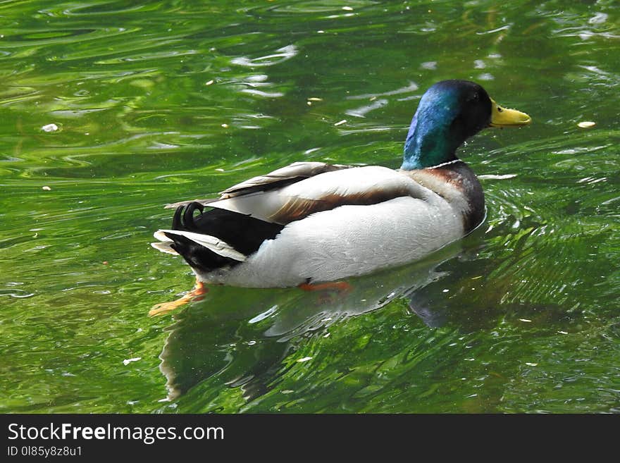 Duck, Bird, Water, Mallard