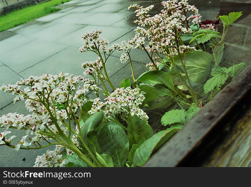 Plant, Flora, Spring, Flower