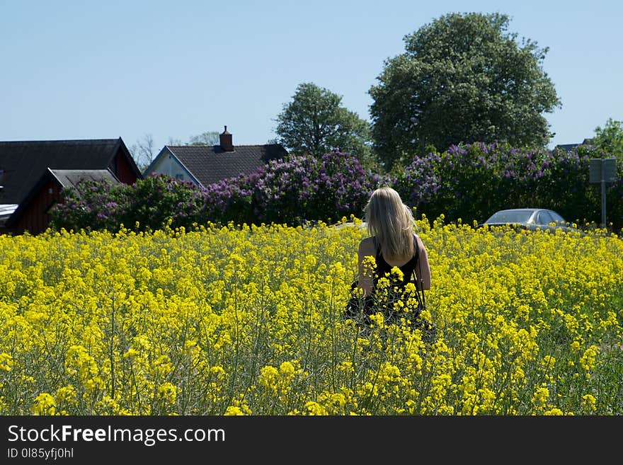 Yellow, Rapeseed, Field, Canola