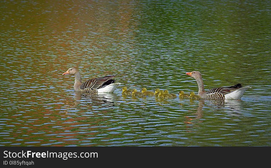 Bird, Water, Fauna, Ecosystem