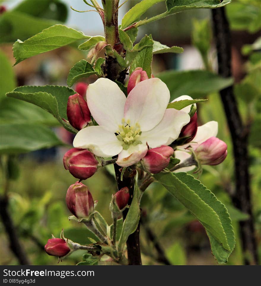 Plant, Blossom, Spring, Branch