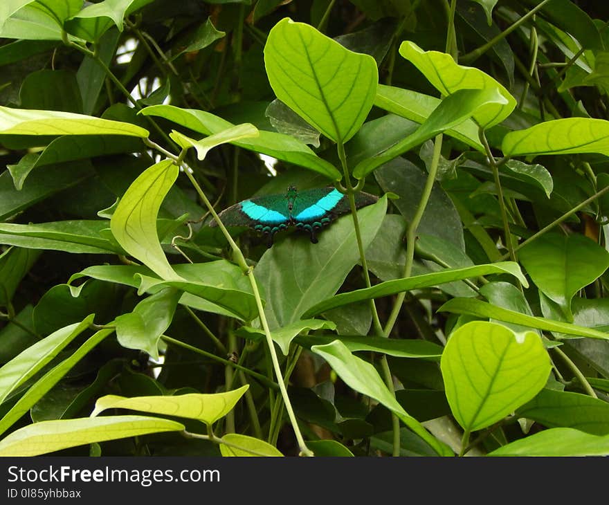 Leaf, Insect, Plant, Moths And Butterflies