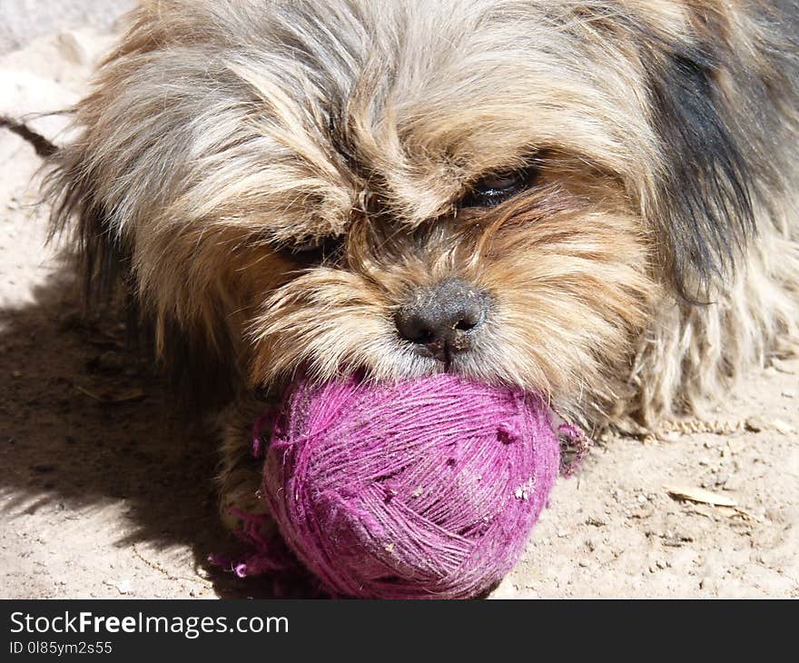 Dog, Dog Breed, Dog Like Mammal, Lhasa Apso