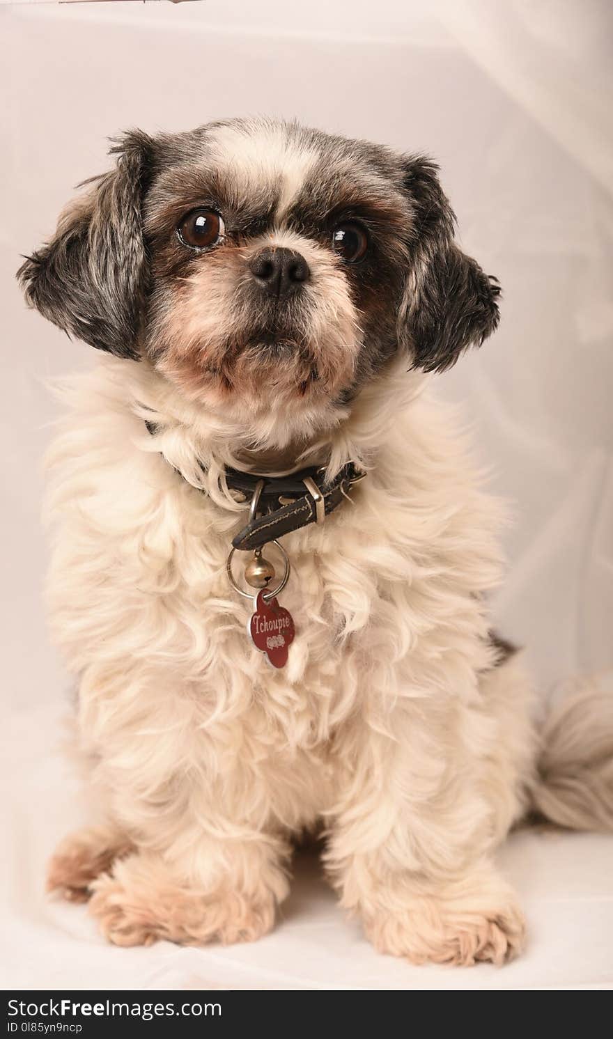 Dog, Dog Breed, Dog Like Mammal, Shih Tzu