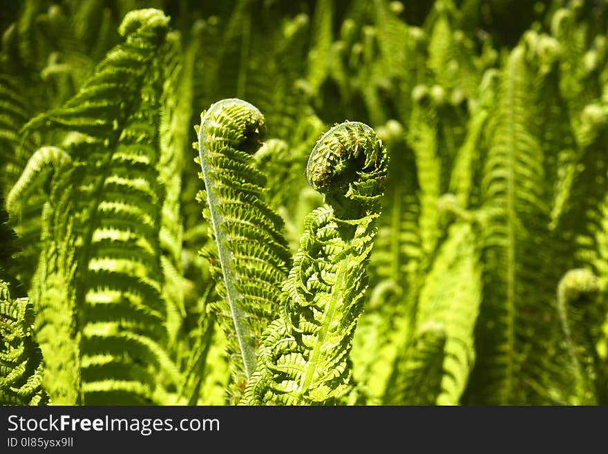 Plant, Ostrich Fern, Vegetation, Ferns And Horsetails