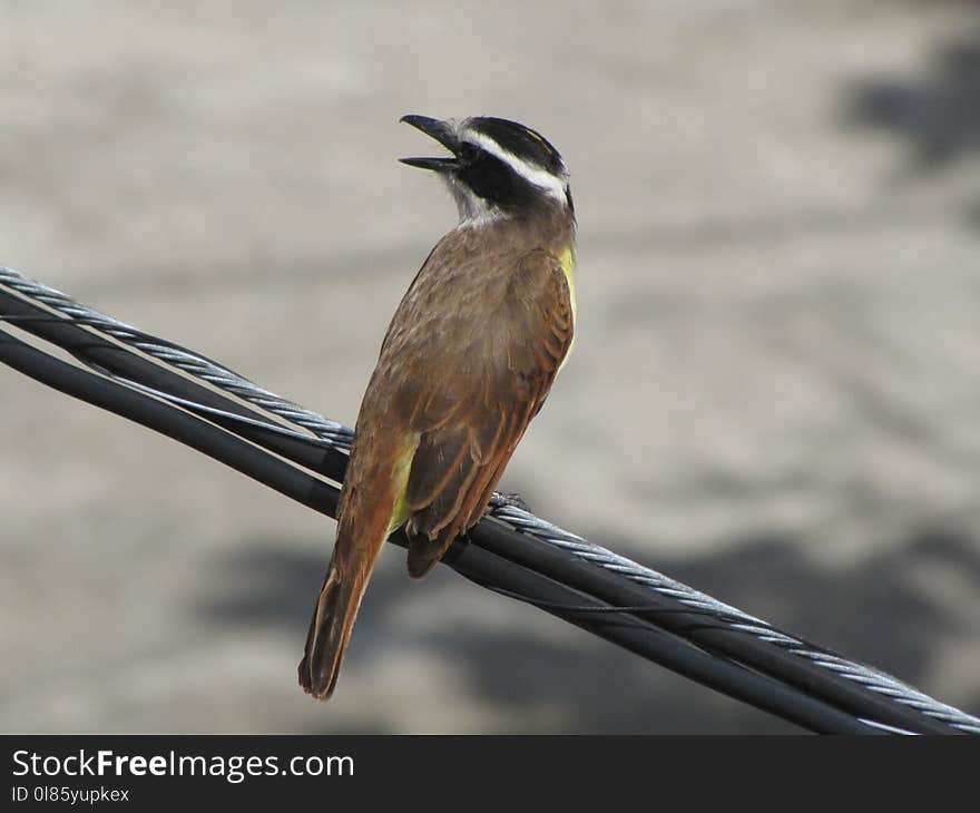 Bird, Fauna, Beak, Wildlife