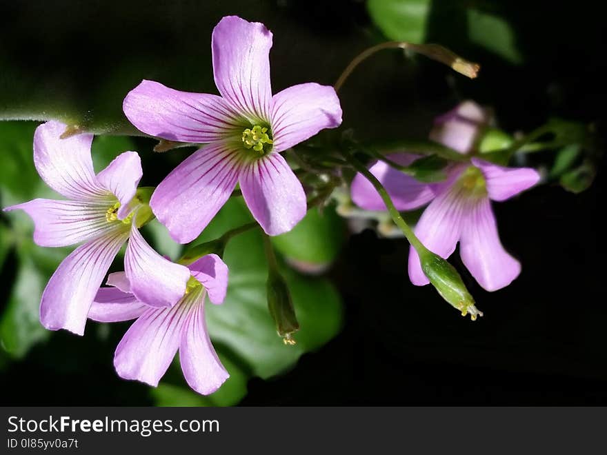 Flower, Flora, Plant, Wildflower