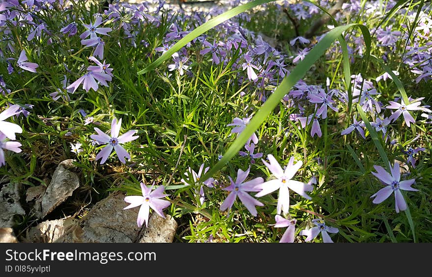 Plant, Flower, Flora, Flowering Plant