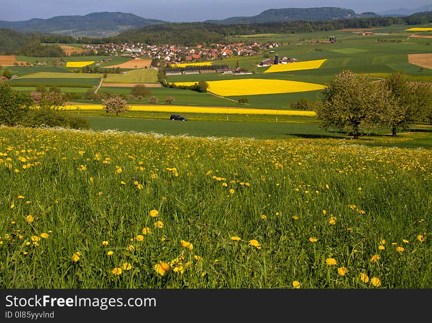 Grassland, Field, Yellow, Meadow