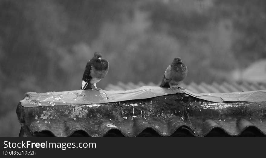 Water, Black And White, Monochrome Photography, Photography