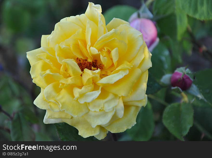 Flower, Rose, Rose Family, Yellow