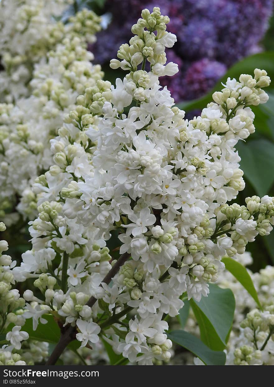 Plant, Lilac, Flower, Spring