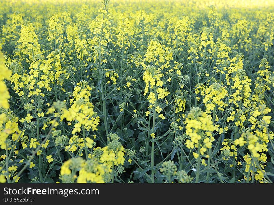 Rapeseed, Canola, Mustard Plant, Yellow