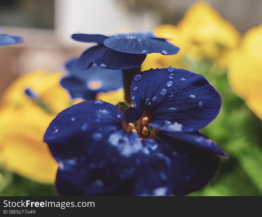 Flower, Blue, Flora, Plant