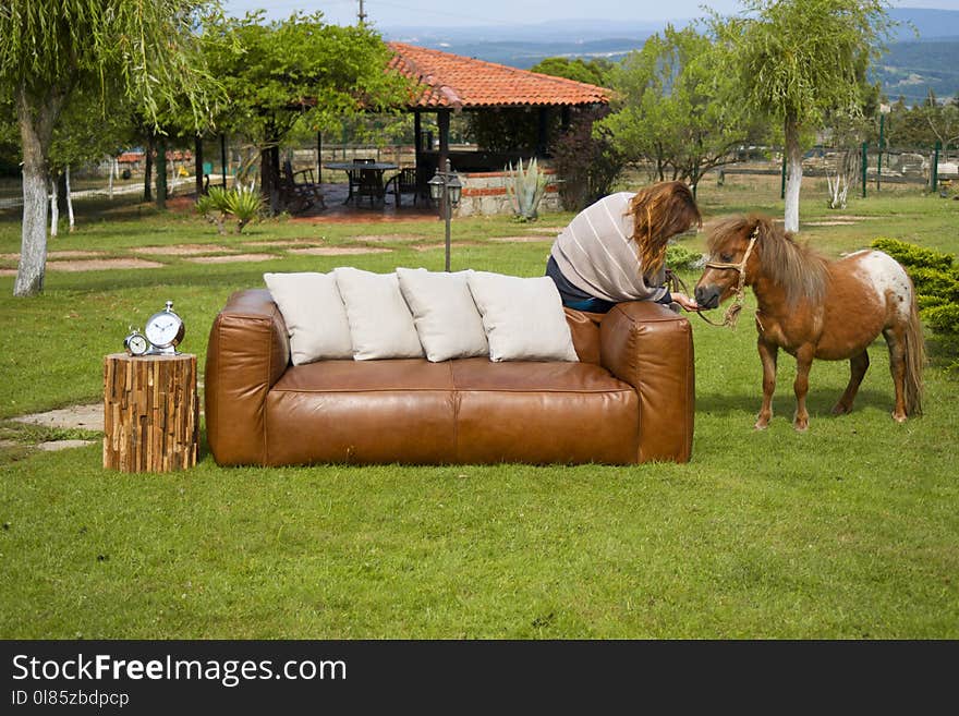 Horse, Grass, Pasture, Rural Area