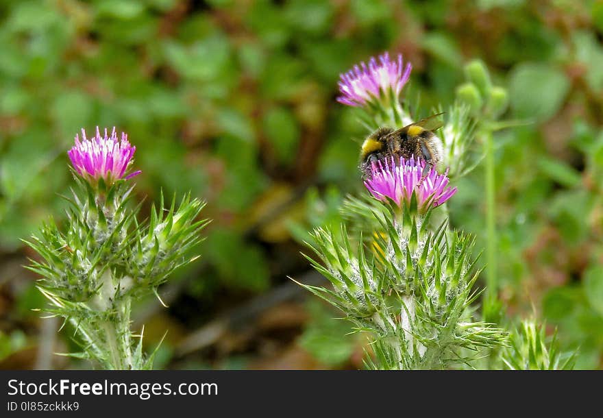 Silybum, Thistle, Noxious Weed, Plant