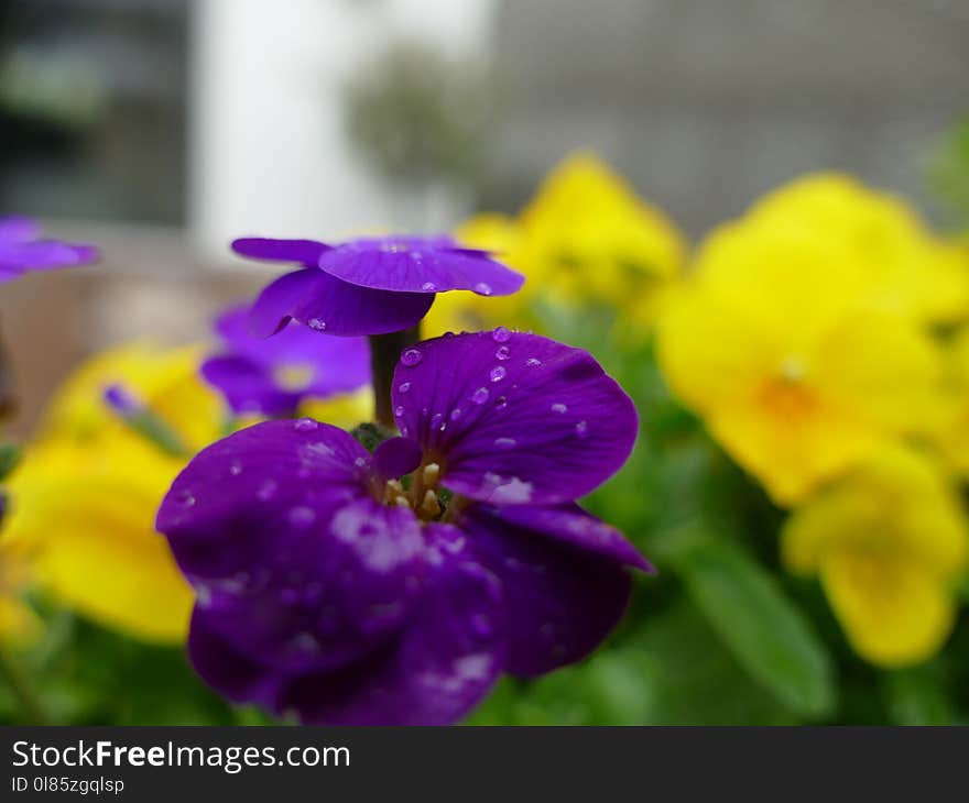 Flower, Flora, Purple, Violet