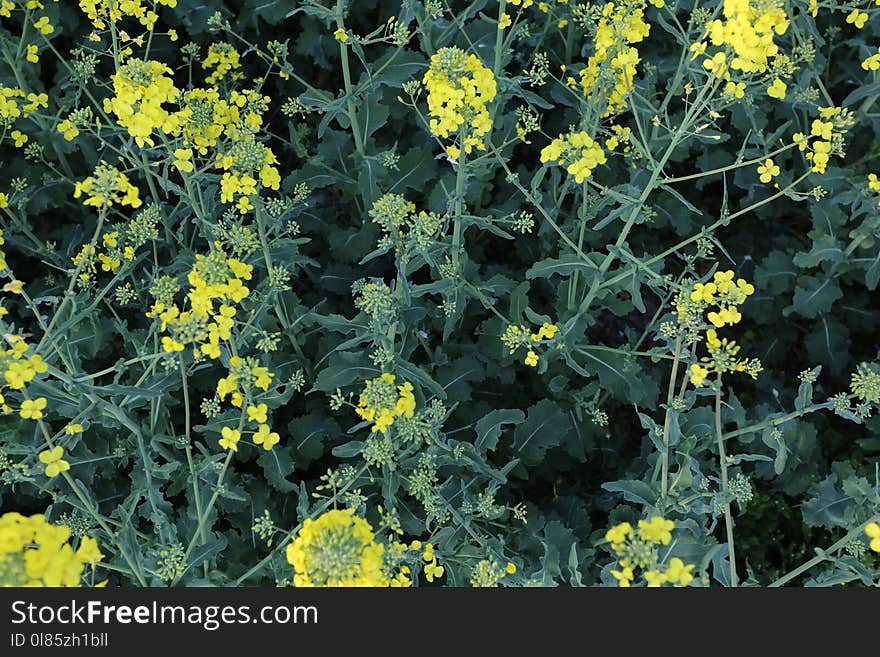 Mustard Plant, Plant, Flower, Rapeseed