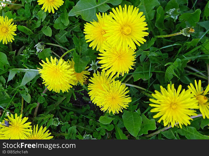 Flower, Yellow, Dandelion, Plant