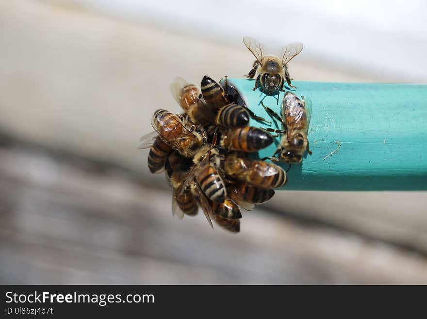 Insect, Bee, Honey Bee, Membrane Winged Insect