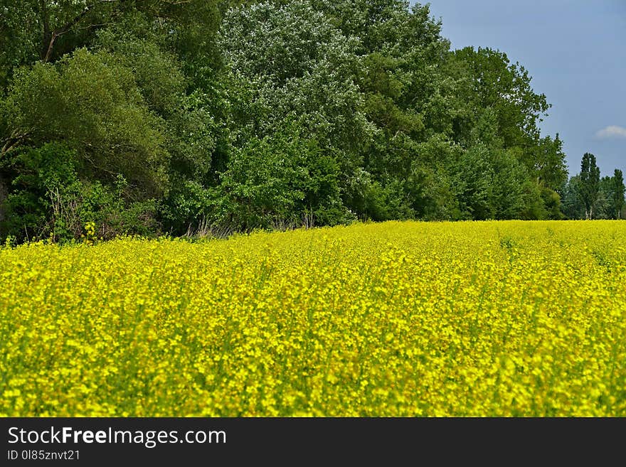 Field, Rapeseed, Yellow, Mustard Plant