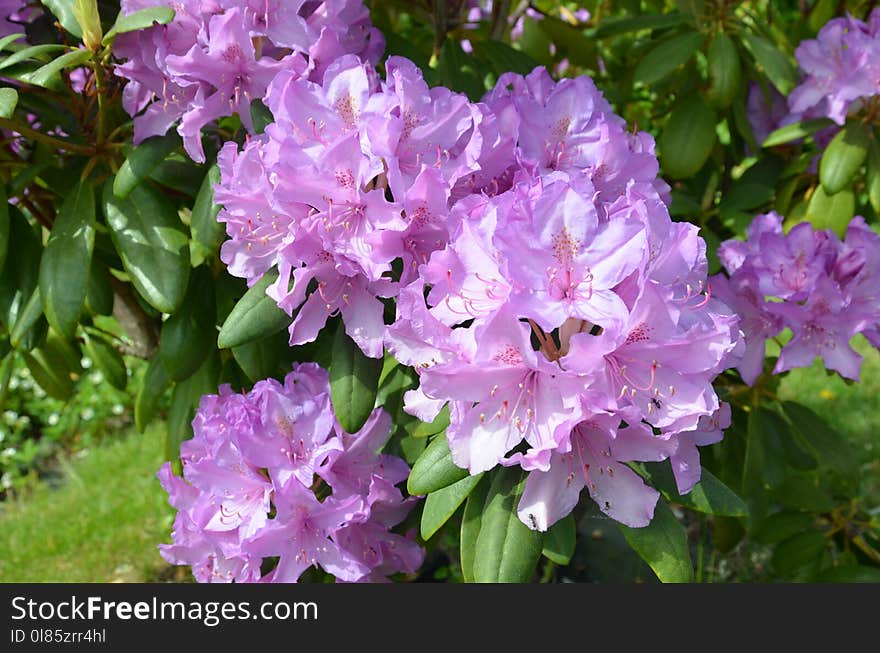 Plant, Flower, Woody Plant, Flowering Plant