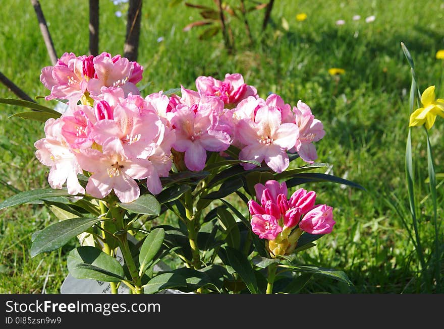 Flower, Plant, Flowering Plant, Shrub