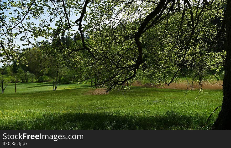 Nature, Tree, Vegetation, Ecosystem