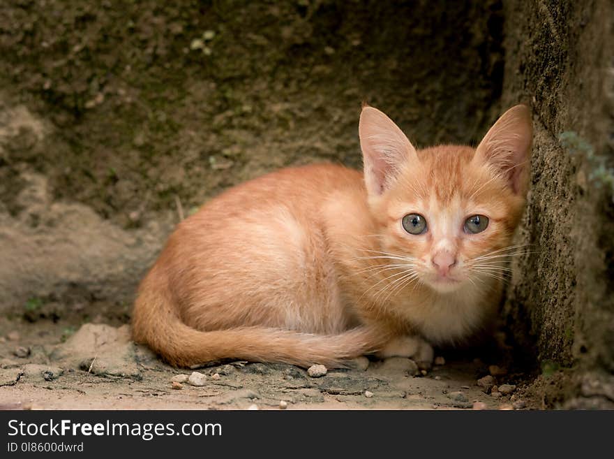 Cat, Fauna, Mammal, Small To Medium Sized Cats