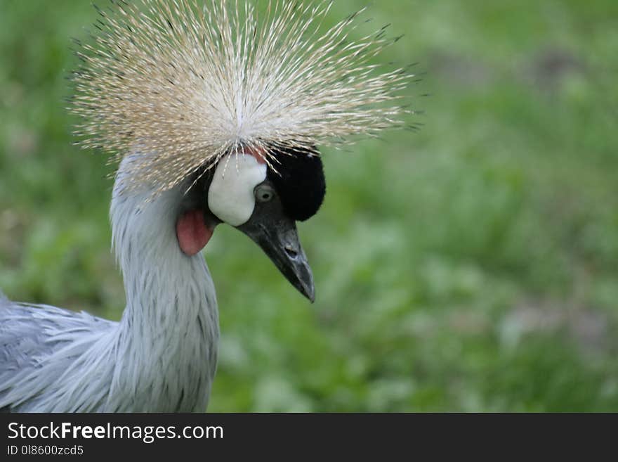 Beak, Bird, Fauna, Crane Like Bird